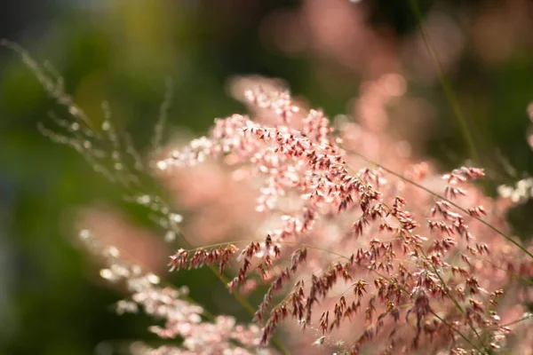 Flor Hierba Suave Enfoque Borrosa Con Estilo Vintage Para Fondo — Foto de Stock