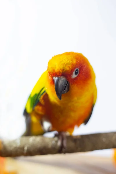 Άρρωστος Παπαγάλος Παπαγάλος Του Είδους Sun Conure Aratinga Solstitialis — Φωτογραφία Αρχείου