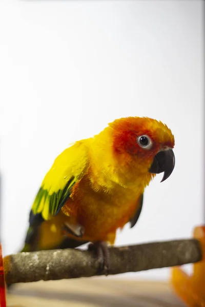 Хворий Папуга Папуга Сонячного Кольору Aratinga Solstitialis — стокове фото