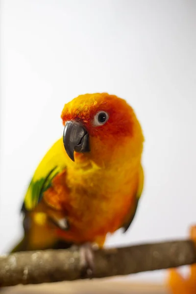Neduživý Papoušek Surový Papoušek Aratinga Solstitialis — Stock fotografie