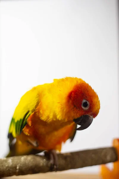 Άρρωστος Παπαγάλος Παπαγάλος Του Είδους Sun Conure Aratinga Solstitialis — Φωτογραφία Αρχείου