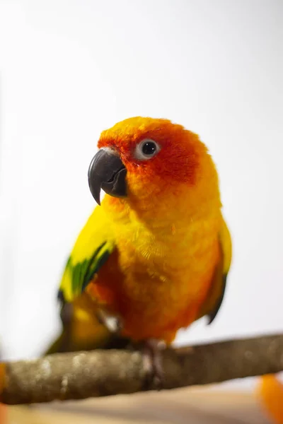 Хворий Папуга Папуга Сонячного Кольору Aratinga Solstitialis — стокове фото