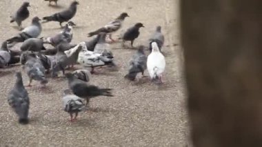 Chiang Mai caddesinde yürüyen güvercin kalabalığı.