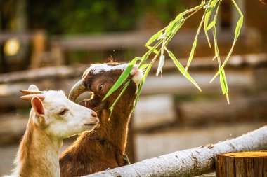 Yaz otlağında bir demet yemyeşil otla keçiyi yakın plan çek.