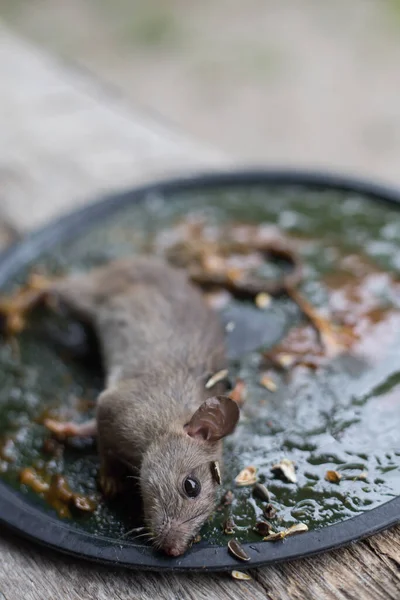 Schmutzige Ratte Leimfalle Mäuse Mausefalle Gefangen — Stockfoto