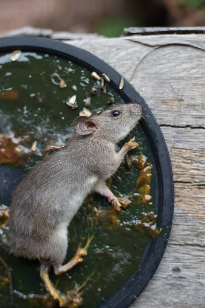 Brudny Szczur Pułapce Kleju Myszy Złowione Pułapce Klej Myszy — Zdjęcie stockowe