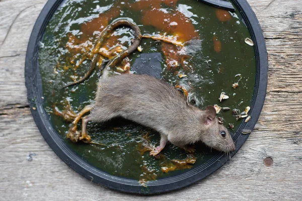 Schmutzige Ratte Leimfalle Mäuse Mausefalle Gefangen — Stockfoto