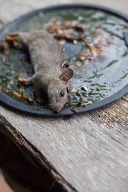Yapıştırıcı tuzağındaki pis sıçan. Fare kapanı tutkal tuzağına yakalanmış.