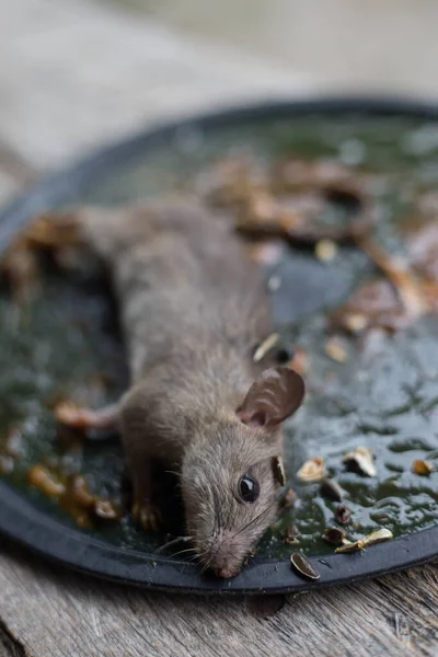 Brudny Szczur Pułapce Kleju Myszy Złowione Pułapce Klej Myszy — Zdjęcie stockowe