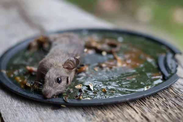 Schmutzige Ratte Leimfalle Mäuse Mausefalle Gefangen — Stockfoto