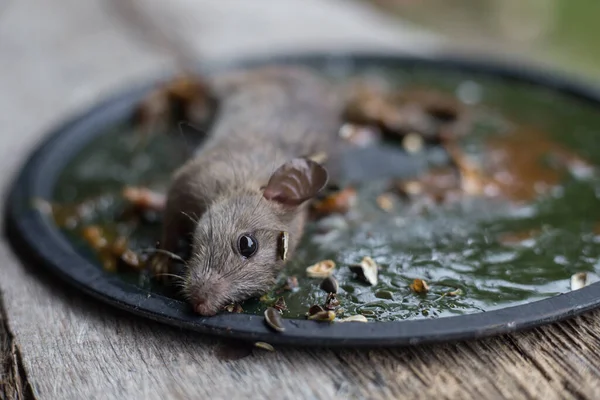 Schmutzige Ratte Leimfalle Mäuse Mausefalle Gefangen — Stockfoto