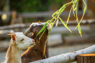 Yaz otlağında bir demet yemyeşil otla keçiyi yakın plan çek.