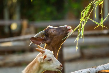 Yaz otlağında bir demet yemyeşil otla keçiyi yakın plan çek.
