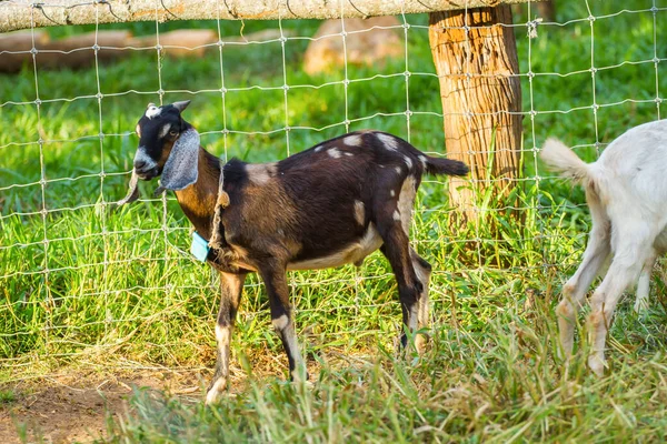 Yaz otlağında bir demet yemyeşil otla keçiyi yakın plan çek.