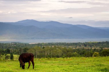 Kır manzarası, çiftlik arazisi ve otlayan ineklerle kırsal alanda köy yolu, panoramik manzara