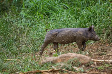Tayland 'da oyun bahçesinde oynayan bir domuzun yakın çekimi.