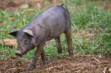 Tayland 'da oyun bahçesinde oynayan bir domuzun yakın çekimi.