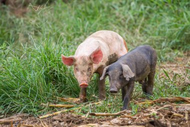 Tayland 'da oyun bahçesinde oynayan bir domuzun yakın çekimi.