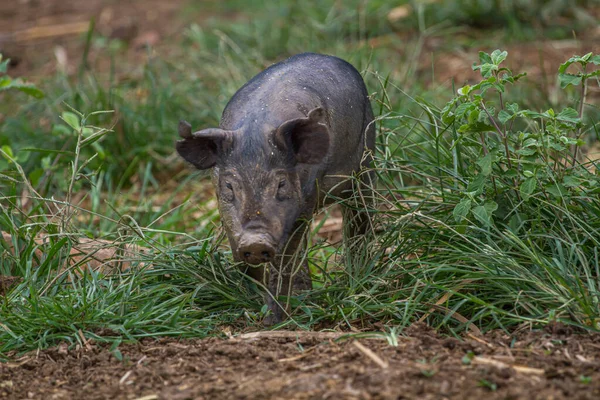 Close Pig Playing Play Yard Thailand — Stock Photo, Image