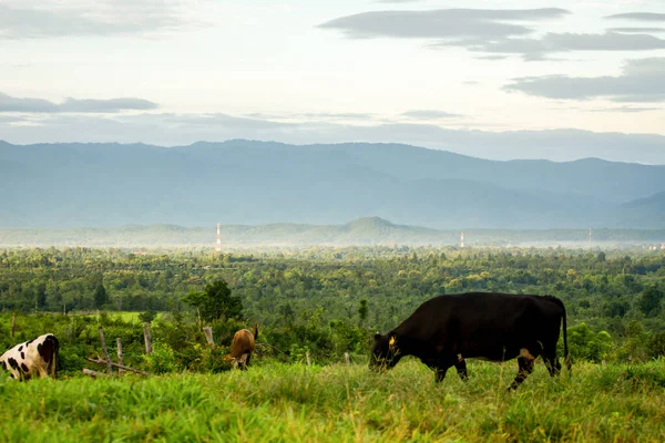 Beautiful Landscape Black Pied Dairy Cows Rural Farmland Thailand — Stock Photo, Image