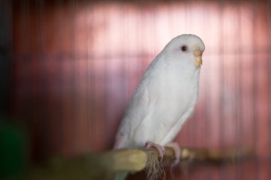 Kafeste, açık havada sevimli beyaz muhabbet kuşları, muhabbet kuşları, muhabbet kuşları, muhabbet kuşları.