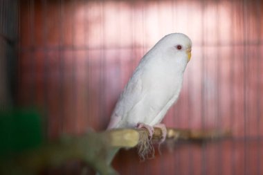 Kafeste, açık havada sevimli beyaz muhabbet kuşları, muhabbet kuşları, muhabbet kuşları, muhabbet kuşları.