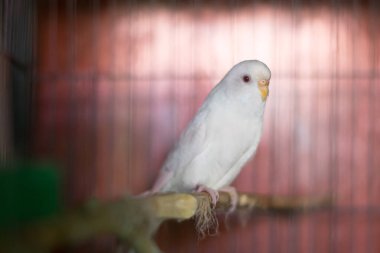 Kafeste, açık havada sevimli beyaz muhabbet kuşları, muhabbet kuşları, muhabbet kuşları, muhabbet kuşları.