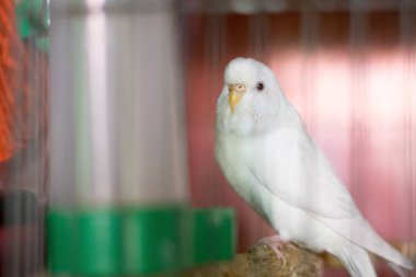 Kafeste, açık havada sevimli beyaz muhabbet kuşları, muhabbet kuşları, muhabbet kuşları, muhabbet kuşları.