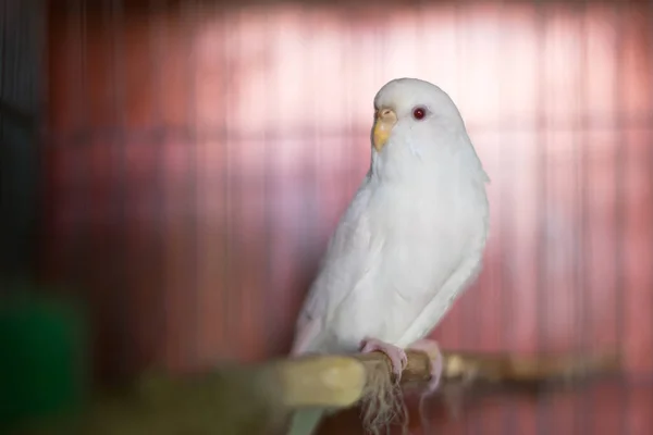 Carino Amici Bianchi Gabbia All Aperto Pet Budgie Divertente Budgie — Foto Stock