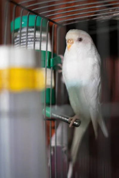 Bonitos Brotos Brancos Gaiola Livre Pet Budgie Engraçada Budgie Budgie — Fotografia de Stock