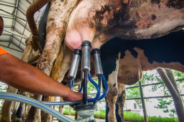 İşçiler çiftlikte inek sağıyor, ürün.