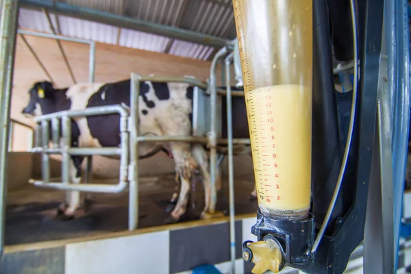 worker is milking cow in farm , product