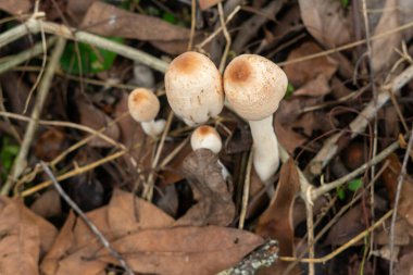 Yeşil yapraklar ve orman zemininde kuru yapraklar arasında doğal olarak yetişen yabani mantarların yakın çekimi. Mantar dokusunu ve orman ekosistemini gösteren doğa makro fotoğrafçılığı