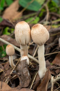 Yeşil yapraklar ve orman zemininde kuru yapraklar arasında doğal olarak yetişen yabani mantarların yakın çekimi. Mantar dokusunu ve orman ekosistemini gösteren doğa makro fotoğrafçılığı