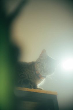 Yüksek bir rafta duran tekir kedi, yumuşak ışık altında ve arka planda merak ile aşağı bakıyor. Evcil hayvan fotoğrafçılığının sakin bir havası var.