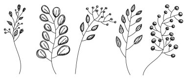 vektör, izole, el çizimi bitkiler, çizim, set