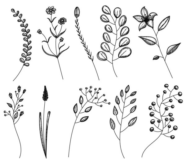 Vector Aislado Plantas Dibujadas Mano Boceto Líneas Conjunto Colección — Archivo Imágenes Vectoriales