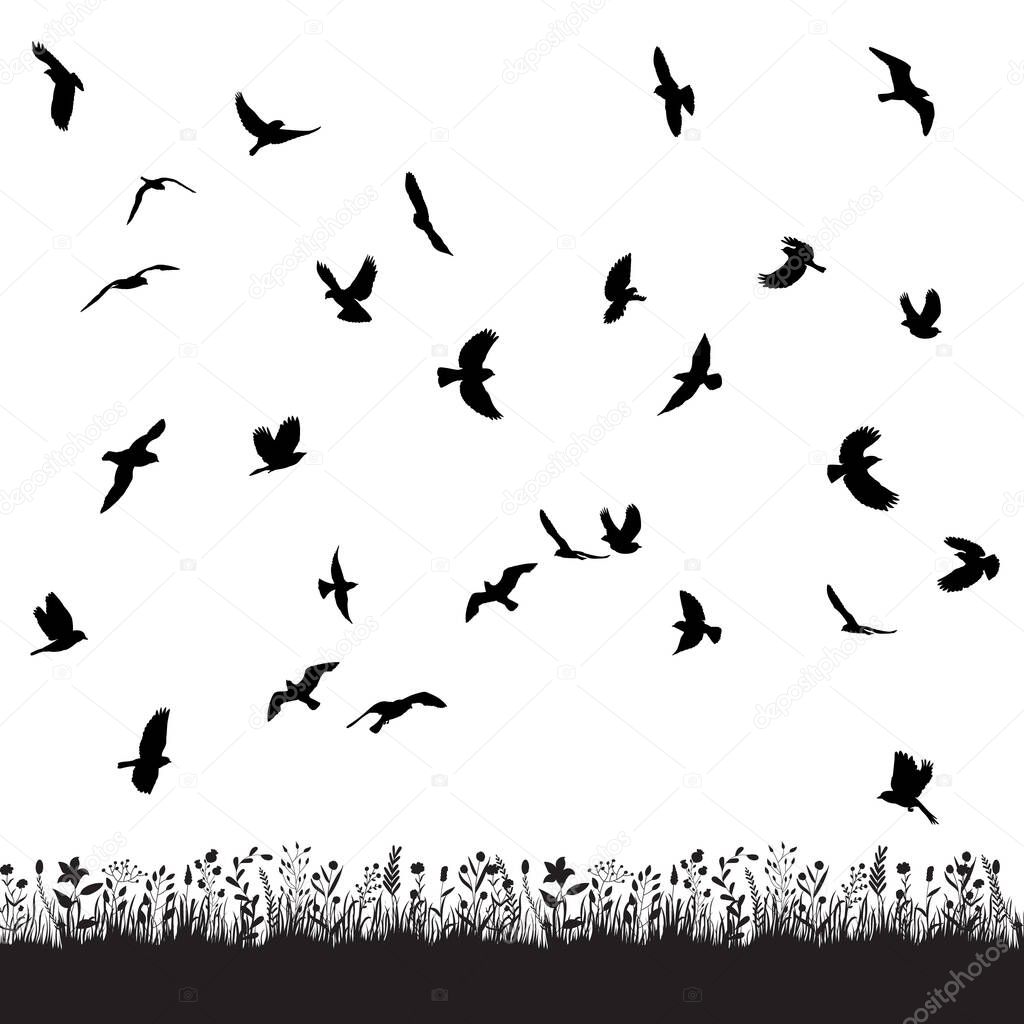 black silhouette of a flying flock of birds