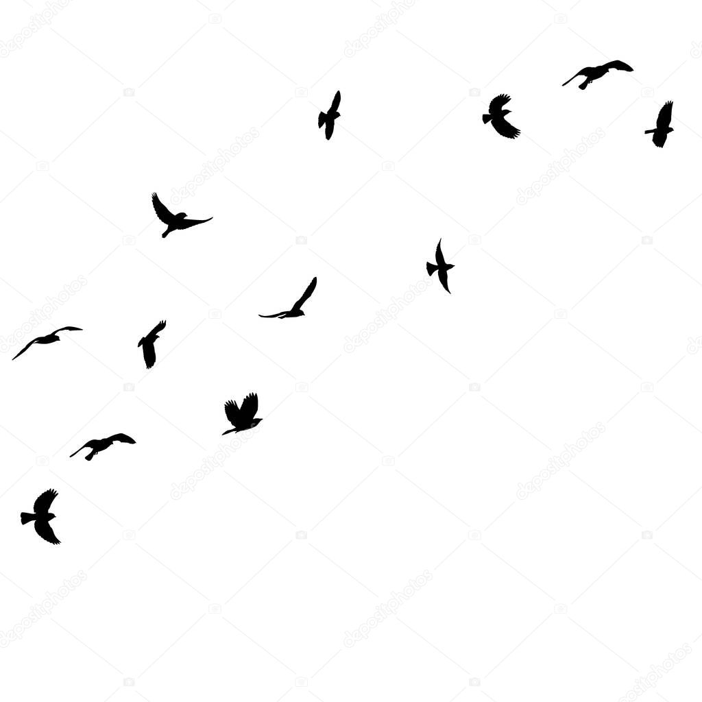 isolated black silhouette of a flying flock of birds