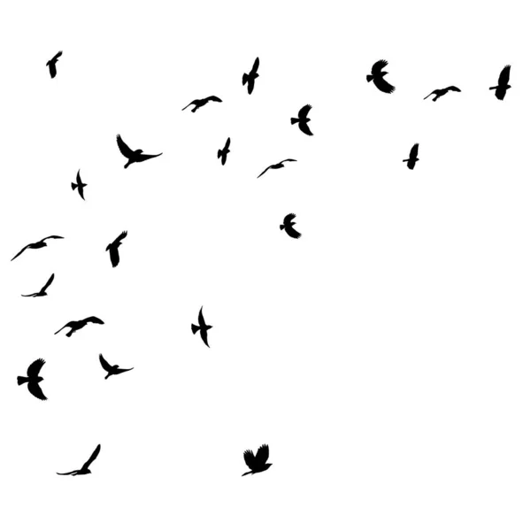 Vecteur Isolé Oiseaux Volent Noir Silhouette Troupeau — Image vectorielle