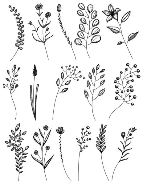 隔離された黒い植物のスケッチ草花セット — ストックベクタ
