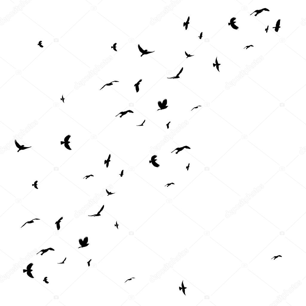 silhouette of flying flock of birds vector