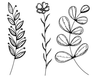 vektör, izole, çizim bitkileri, ot, çiçekler el çizimi