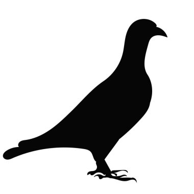 Siyah güvercin, vektör, izole edilmiş