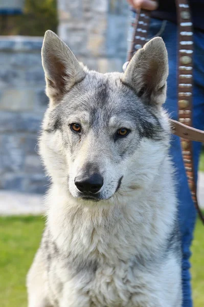 Portrait of a Czechoslovakian wolf dog with a leash around his neck in the open