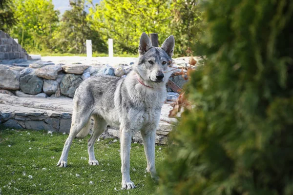 Portrait of a Czechoslovakian wolf dog with a leash around his neck in the open