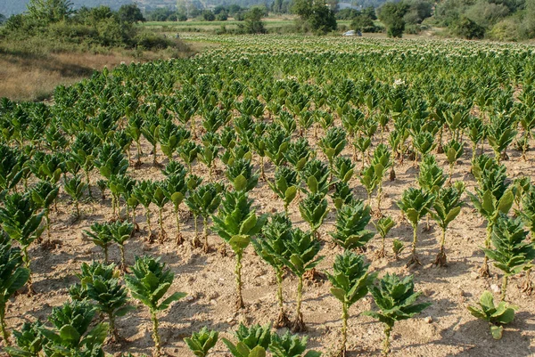 Healthy tobacco plants on a farm field. Blossoming tobacco plants in field. Tobacco big leaf crops growing in tobacco plantation field