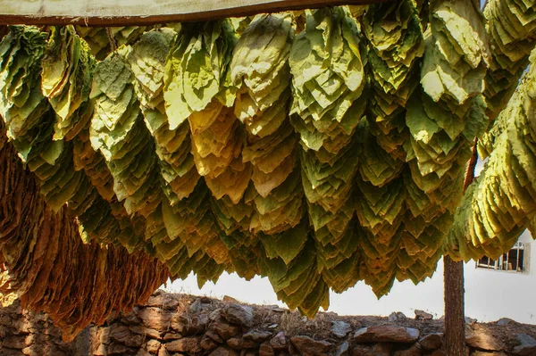 家の近くのテント 農村部でのタバコの乾燥の伝統的な方法 伝統的な技法 — ストック写真