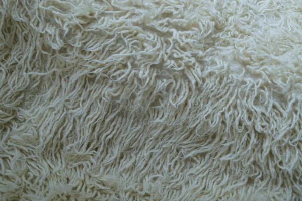 Cozy fluffy background in cream tones. White wool with white top texture background, light natural sheep wool, texture of fluffy fur, close-up fragment white wool carpet