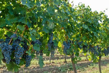 Large and big ripe grapes from old vineyard clipart